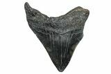 Fossil Megalodon Tooth - South Carolina #283904-1